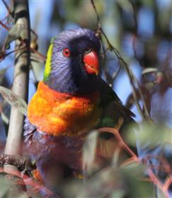 Rainbow-Lorikeet-29-06-2016-(1)