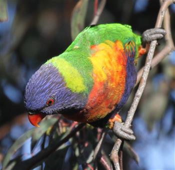 Rainbow-Lorikeet-29-06-2016-(2)