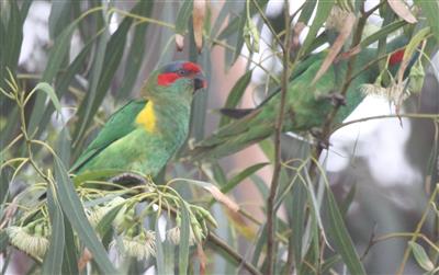 Musk-Lorikeet-14-03-2016-(1)