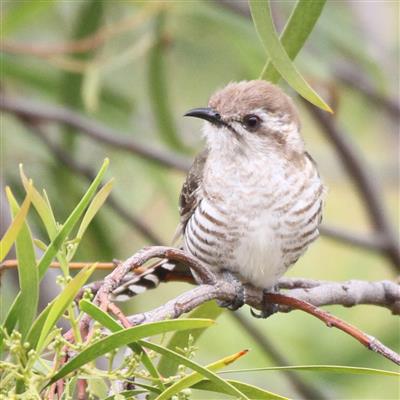 Horsfield's-Bronze-cuckoo-27-11-2016