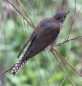 Fan-tailed-Cuckoo-(Imm)-14-03-2016