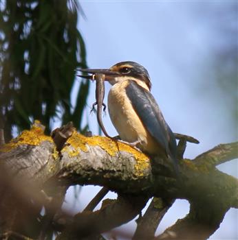 Sacred-Kingfisher & Skink-29-10-2016