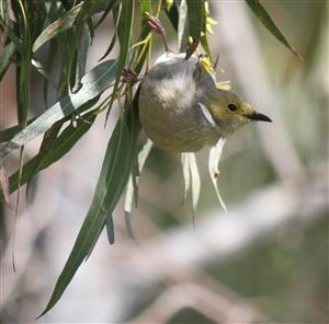 White-plumed-Honeyeater-29-10-2016