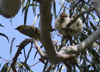 White-plumed-Honeyeater-& chicks-29-10-2016