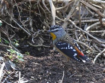 Spotted-Pardalote-17-09-2016