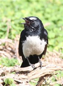 Willie-Wagtail-22-08-2015