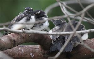 Willie-Wagtail-Fledglings-25-11-2016