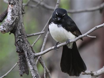 Willie-Wagtail-20-11-2016