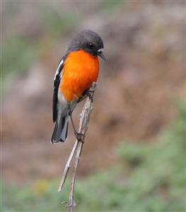 Flame-Robin-20-05-2016