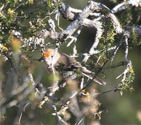 Red-capped-Robin-(Female)-23-07-2015-Long-Forest