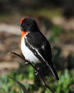 Red-capped-Robin-10-08-2015-Long-Forest