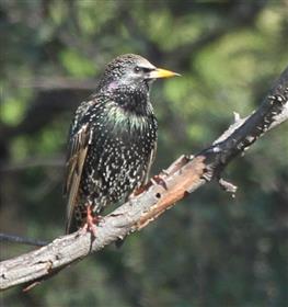 Common-Starling-09-07-2016