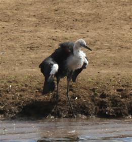 White-necked-Heron-20-03-2016-(WTP)