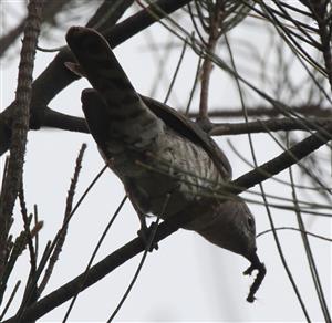 Shining-Bronze-Cuckoo-26-12-2016