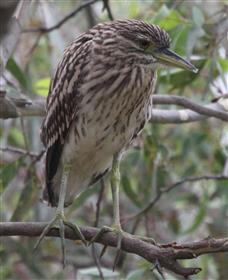 Rufous-Nankeen-Night-Heron-(Rufous)-10-02-2017