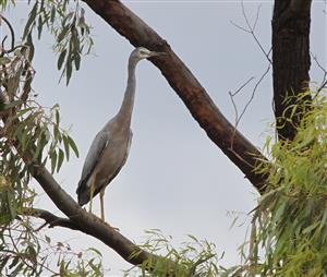 White-faced-Heron-26-12-2016