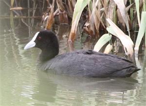 Eurasian-Coot-10-12-2016