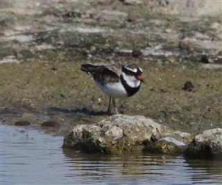 Black-fronted-Dotterel-27-04-2016-(W'twon Wetlands)