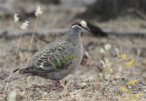 Common-Bronzewing-06-12-2016 -(You-Yangs)