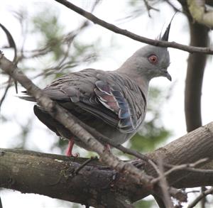 Crested-Pigeon-27-01-2017