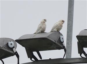 Little-Corella-10-02-2017