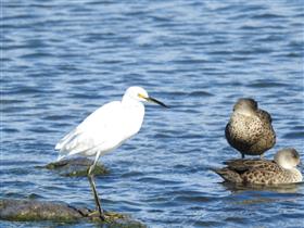 Little-Egret-W'town Wetlands (AndrewT)-20-05-2017