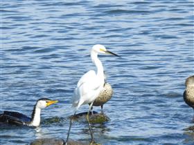 Little-Egret-W'town Wetlands (AndrewT)-20-05-2017