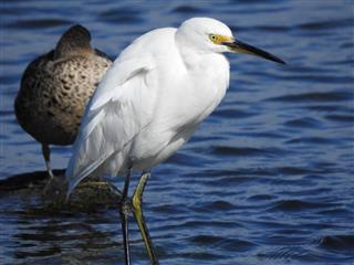 Little-Egret-W'town Wetlands (AndrewT)-20-05-2017