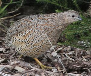 Brown-Quail-W'townWetlands-28-04-2017 (1)