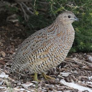 Brown-Quail-W'townWetlands-28-04-2017 (2)