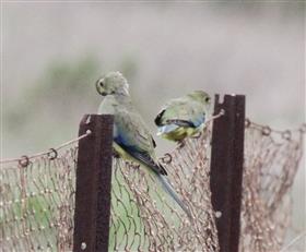 Blue-winged-Parrot 28-04-2017 W'town Wetlands