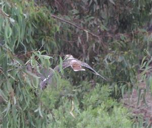 Laughing-Kookaburra 14-03-2016