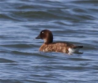 Hardhead-25-10-2017 (W'town Wetlands)