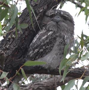 Tawny-Frogmouth-Newport-Lakes-20-03-2018-(3)