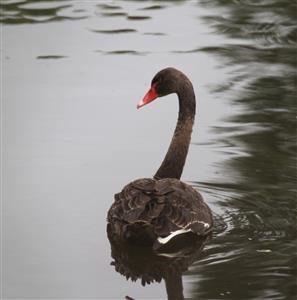 Black-SWan-(Juv)-21-02-2018-(1)