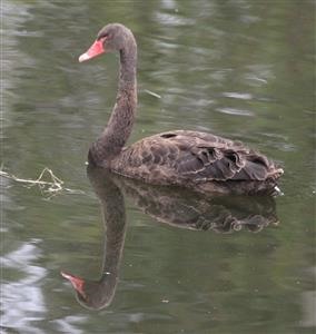 Black-Swan-(Juv)-21-02-2018-(2)