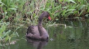 Black-Swan-(Juv)-21-02-2018-(3)