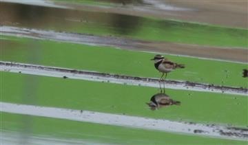 Black-fronted-Dotterel-31-03-2018