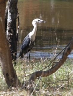 White-necked-Heron-08-01-2018-(3-Chain-Rd-Kilmore)