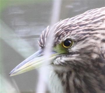 Nankeen-Night-Heron-(Rufous)-10-02-2017