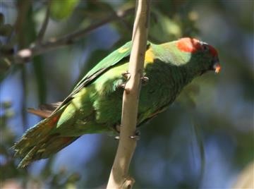 Musk-Lorikeet-27-02-2017