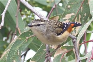 Spotted Pardalote 09-04-2018