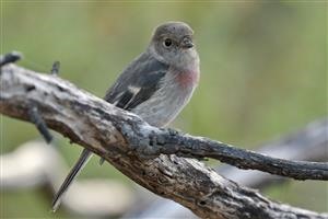 Rose-Robin-(Newport Lakes-David-Jenkins)-08-04-2018