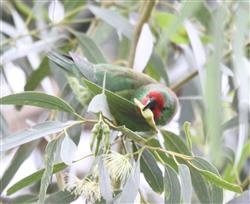 Little-Lorikeet-11-04-2018