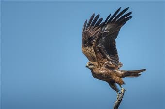 Black-Kite-15-10-2017-Rothwell-David Jenkins