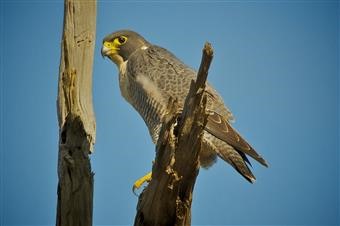 Peregrine-Falcon-14-06-2011-WoodlandHistoricPark-David Jenkins