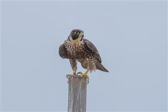 Peregrine-Falcon-27-04-2016-WTP-David Jenkins