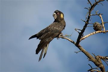 Yellow-tailed-Black-Cockatoo-(M)-15-08-2016-Werribee-Mansion-David Jenkins