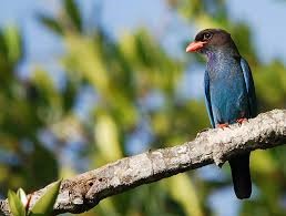 Dollarbird