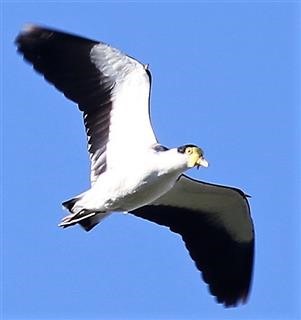 Masked-Lapwing-15-06-2016